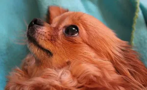 My Precious Dog Passed Away Close To Her 11th Birthday, This Is The Story Of A Lifetime With Her