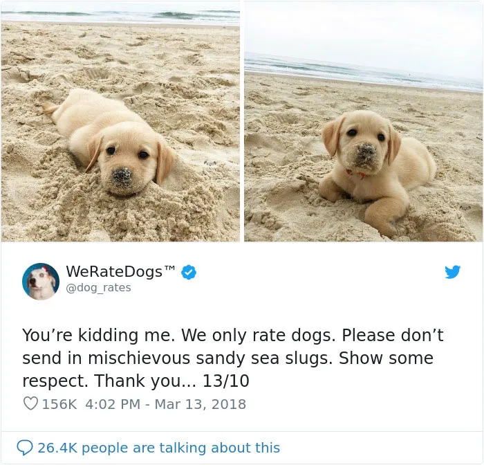 50 Times People Asked To Rate Their Dogs, And Got Hilarious Results