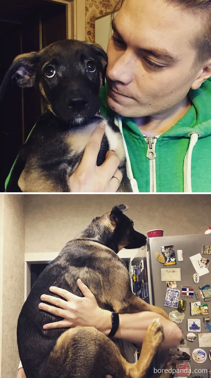 De cachorro a perro