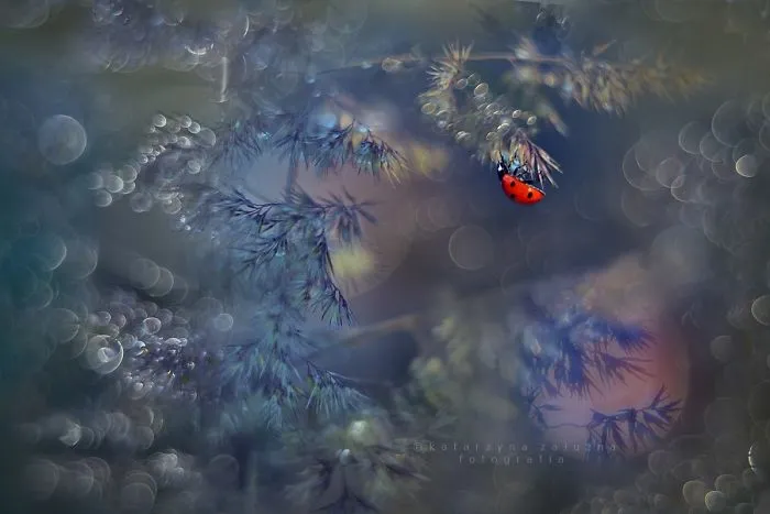 I Use A Bokeh Effect To Show How Fragile And Stunning Nature Is