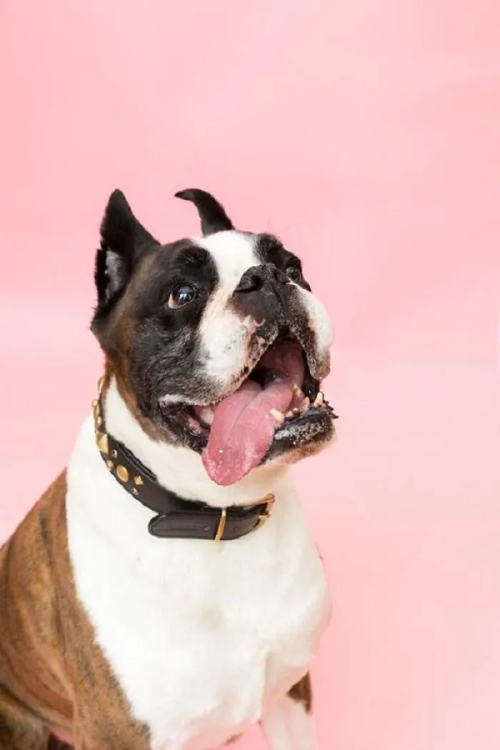 Choose The Best Cbd Pet Oil To Treat Different Conditions