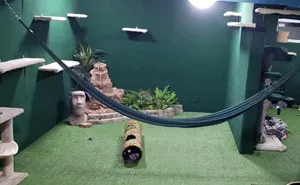 "I Adopted My Brother's Two Bengals When He Passed Away. I Did My Best To Build Them A Cat Jungle In My Basement And Make Him Proud"