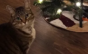 "How To Wrap A Present When You Have A Cat" (8 Pics)
