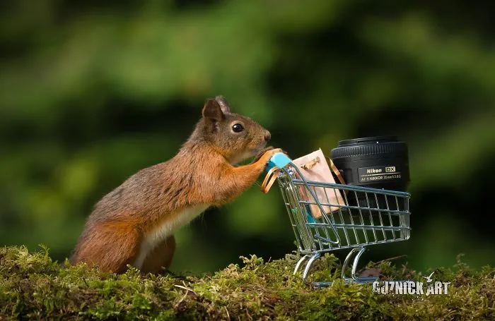Let's Go Shopping
