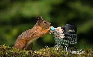 Let's Go Shopping