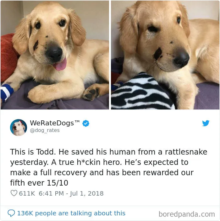 50 Times People Asked To Rate Their Dogs, And Got Hilarious Results