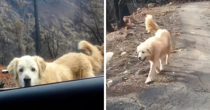 This Dog Who Survived A California Wildfire And Guarded His Home For A Month Gets Heartwarming Reunion