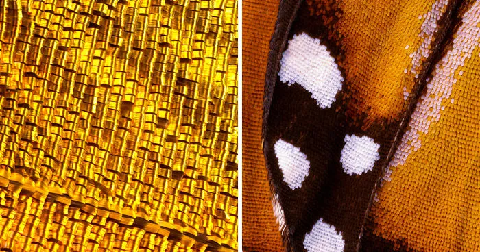 I Combine Thousands Of Photos To Create One Image Of A Butterfly Wing