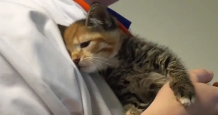 Little Maci, The 6 Weeks Old Kitten, Who Survived The Life-Threatening Disease