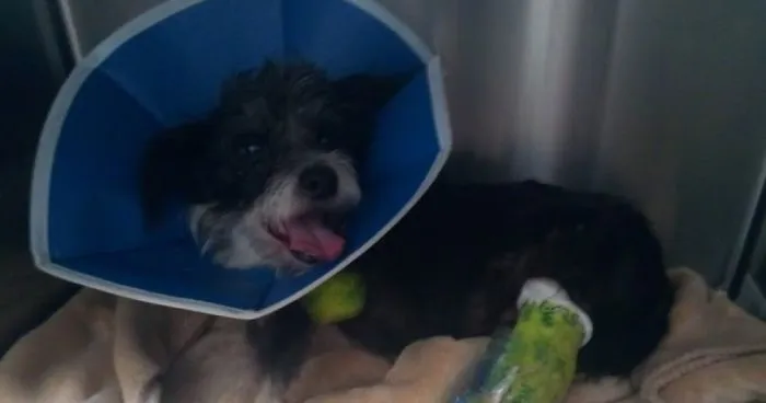 My Dog Went Missing For 21 Hours, Her Survival Was A Miracle