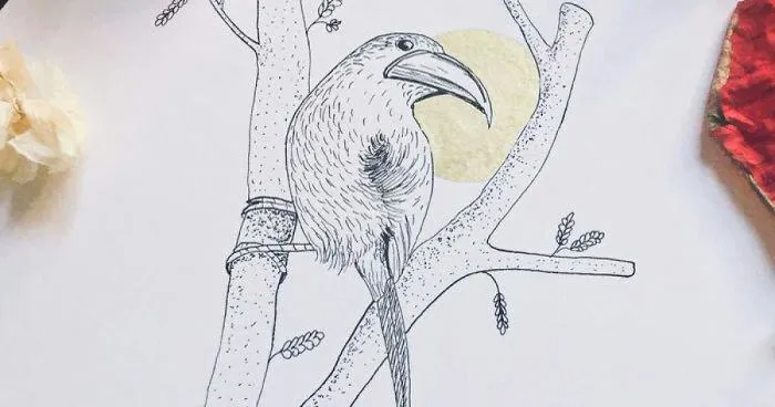 Lovely Colombian Bird Illustrations