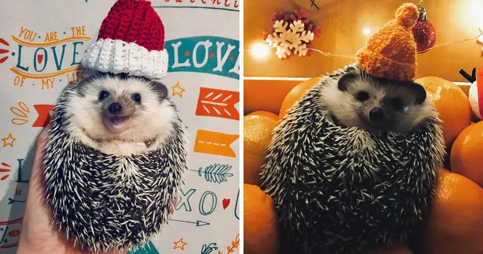 Meet Rick, The Cutest Christmas Hedgehog From Ukraine