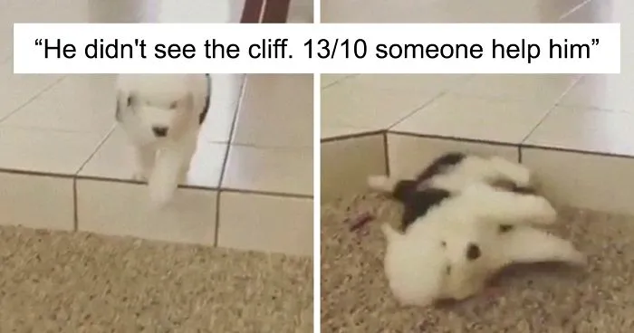 50 Times People Asked To Rate Their Dogs, And Got Hilarious Results