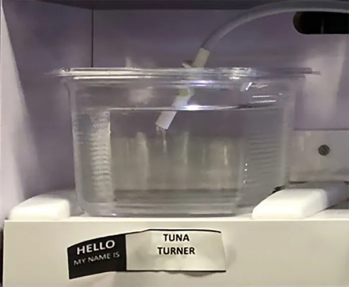 Tuna Turner