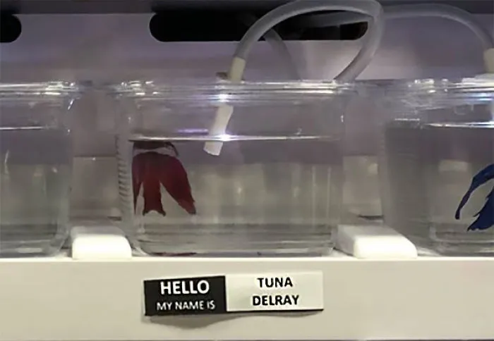 Tuna Del Ray