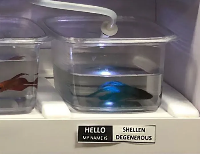 Shellen Degerous