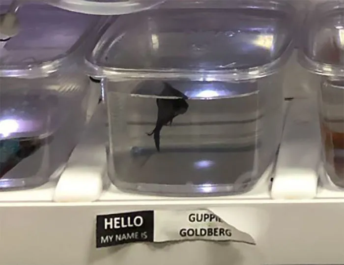 Guppie Goldberg