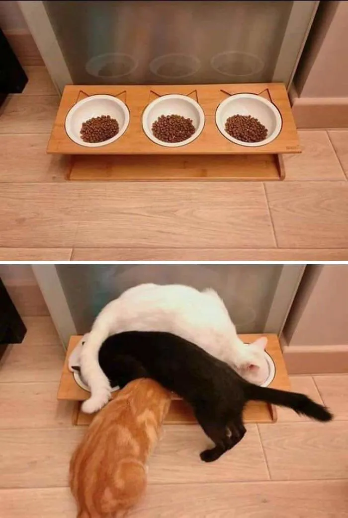 These Cats