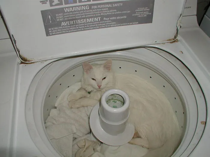 My Cat Likes To Sleep In Obscure Places
