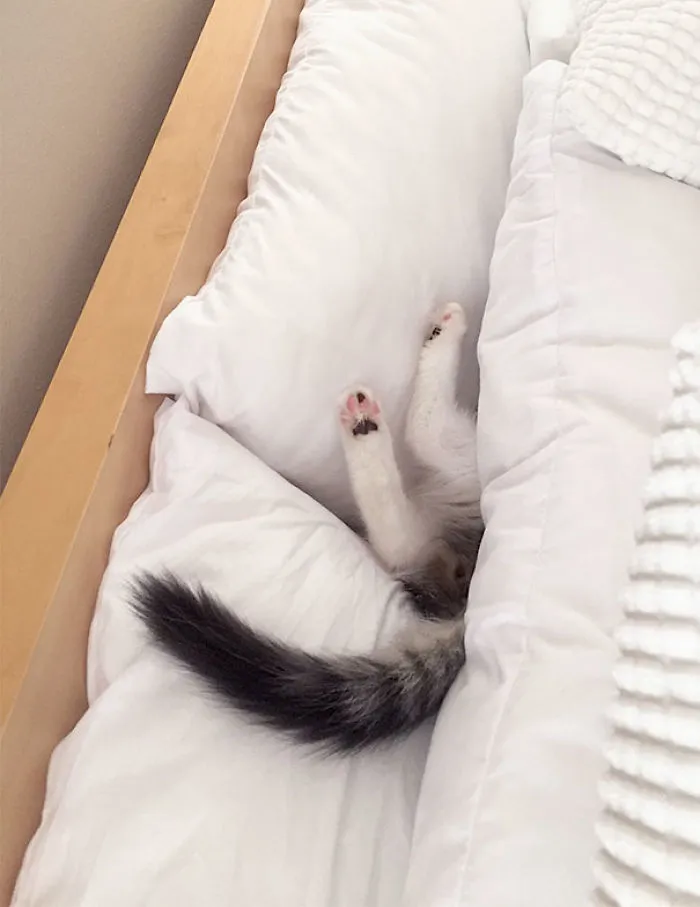 I Was Freaking Out Because I Couldn't Find Him. Finally Found Him Sleeping Like This