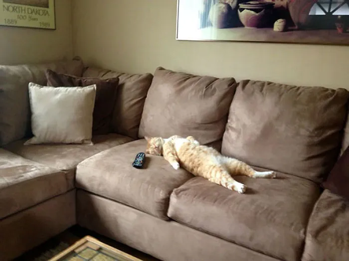 I Think My Cat Is Actually A Tiny Man In A Cat Suit