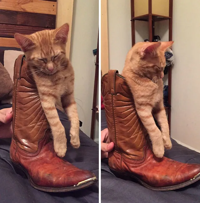 I Think This Proves That Cats Really Will Sleep Anywhere