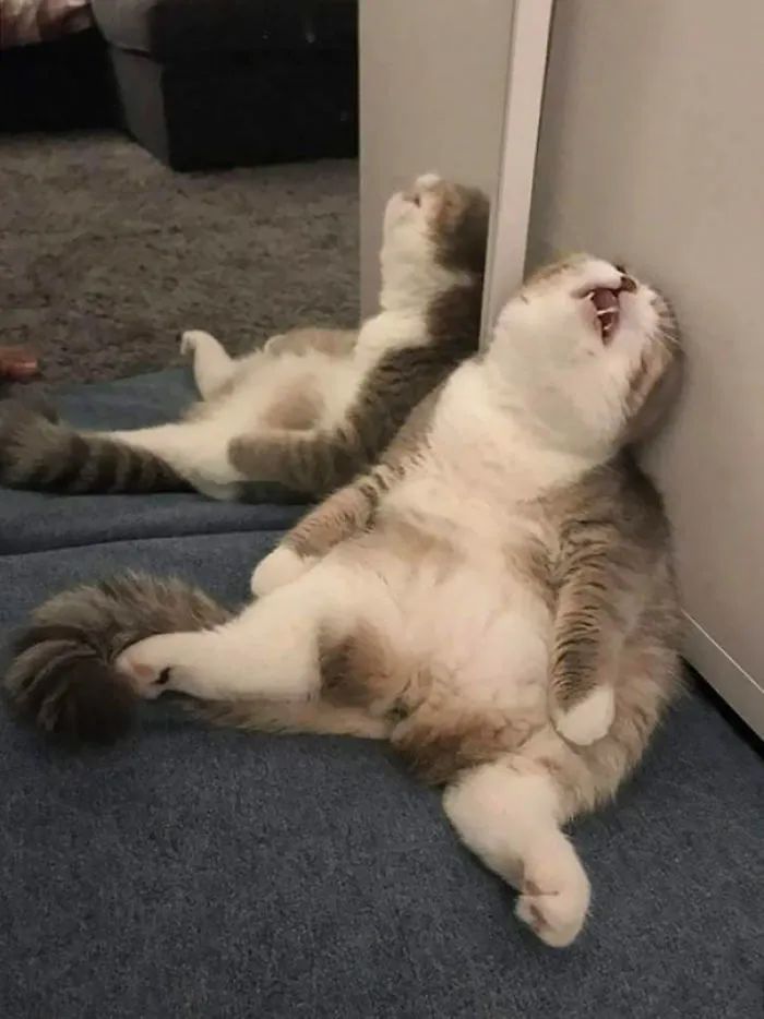 D'awww Monday Agaaaain?