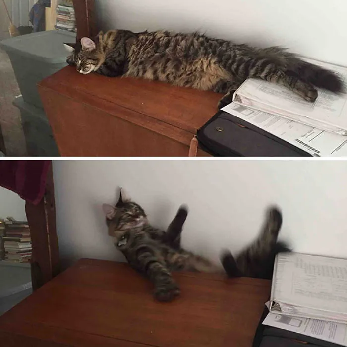 I Was Trying To Take A Picture Of My Sleeping Cat But I Ended Up Scaring Her Instead