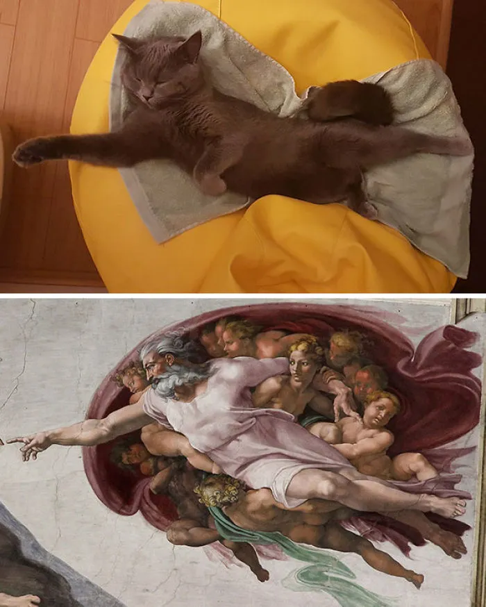 So I Caught My Cat Sleeping In This Position