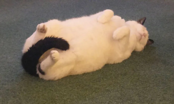 My Cat Always Covers His Private Bits When Sleeping On His Back, Because He Is A Decent, Upstanding Member Of Society