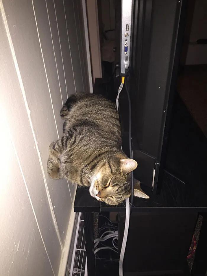 My Boyfriend's Cat Likes To Sleep Against The Wall