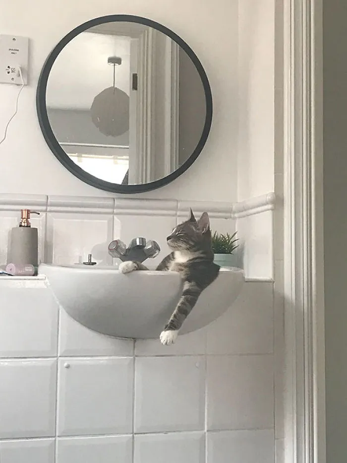 My Cat When He Thinks There's No One Home