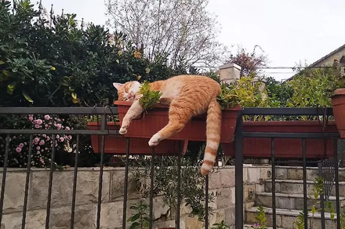 My Cat Is Living His Best Life, Blissfully Asleep