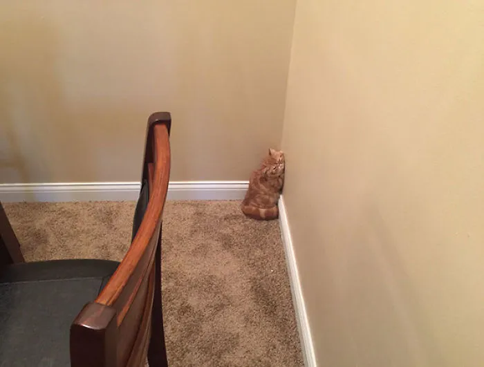 My New Kitten Just Fell Asleep Against The Wall