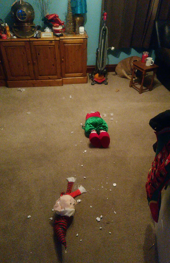 Brand New Christmas Decorations, Dog Did Not Approve