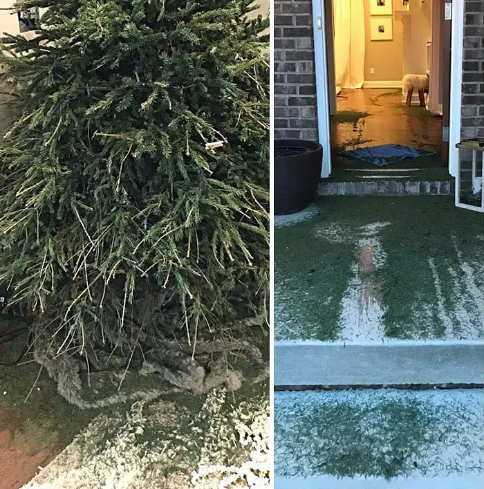 Why The Wife Says We Can No Longer Have A Real Christmas Tree