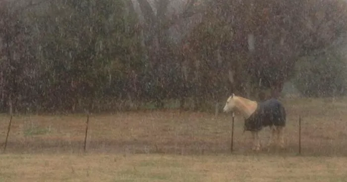 Meet Tango, The Stupidest Horse Ever Whose Stupidity Is Going Viral On Twitter