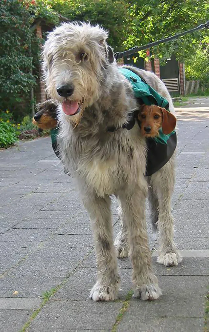 Los dachshunds son para guardar el equilibrio