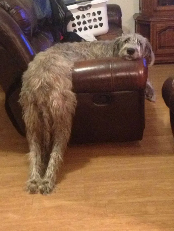 Is It Comfy?