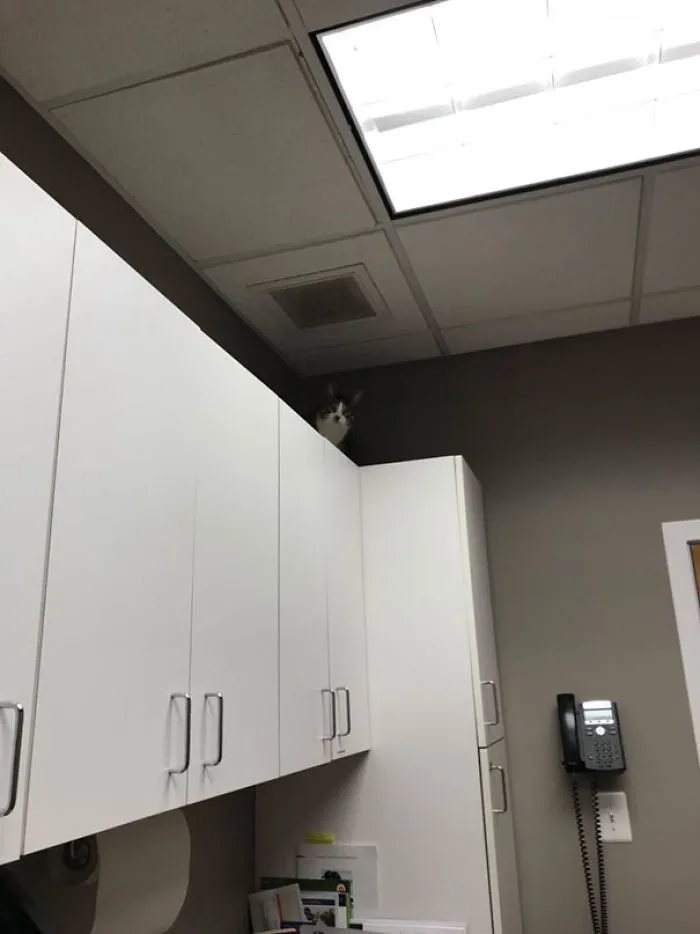 Charlie Prefers To Climb The Cabinets So The Tech Is Forced To Grab A Step Ladder
