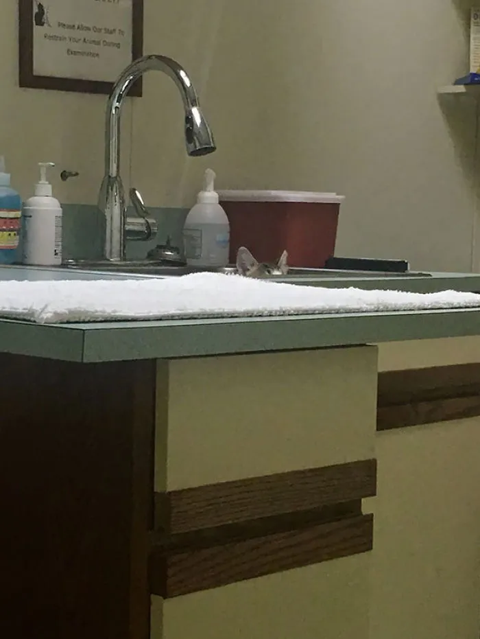 First Time At The Vet. Spot The Kitty