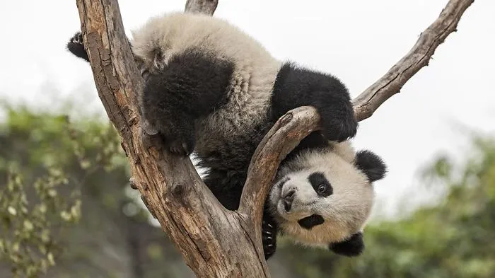 I Like Giant Panda Stupidity