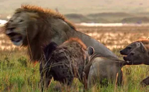 Lion Is Losing Fight Against 20 Hyenas, Bro Hears His Cries And Rushes To Save Him
