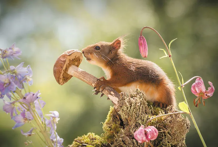 I Followed Squirrels Daily With My Camera For 6 Years And Here Are 50 Of My Best Photos