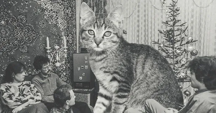I Photoshopped Cats Into New Year's Photos From The Former USSR