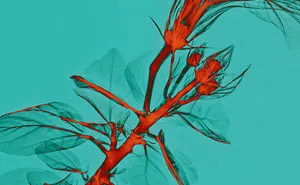 30 Pictures Of Plants That I Took Using X-Ray