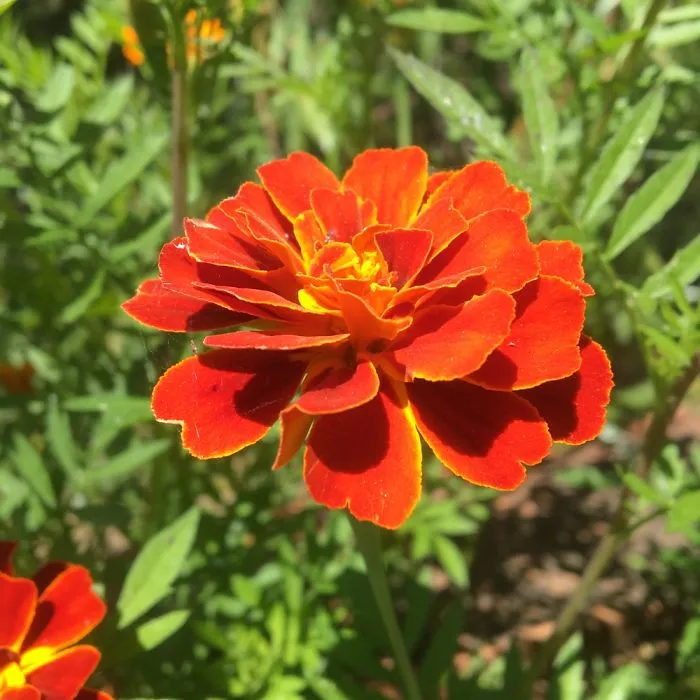 I Took Photos Of The Flora And Landscapes During My Trip To Spain