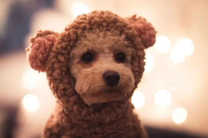 Meet The Cutest Christmas Dog – Toy Poodle Nappi