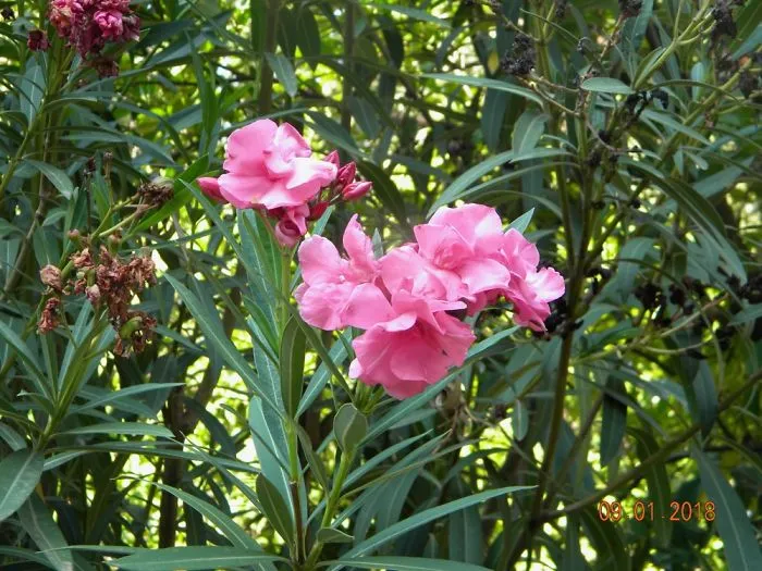 Flowers Of Greece