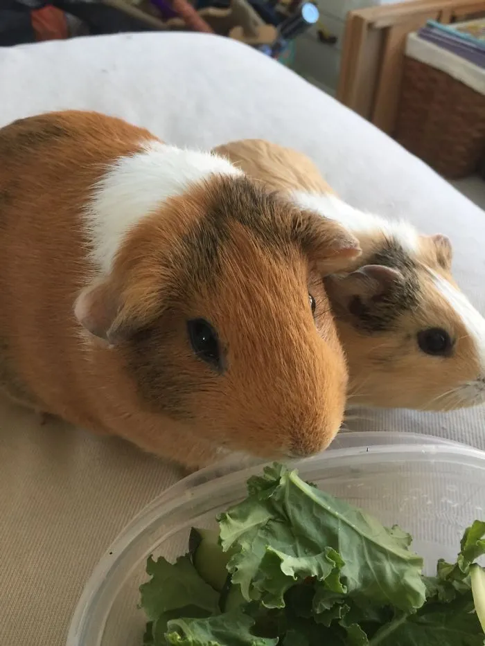 Some Of My Pets